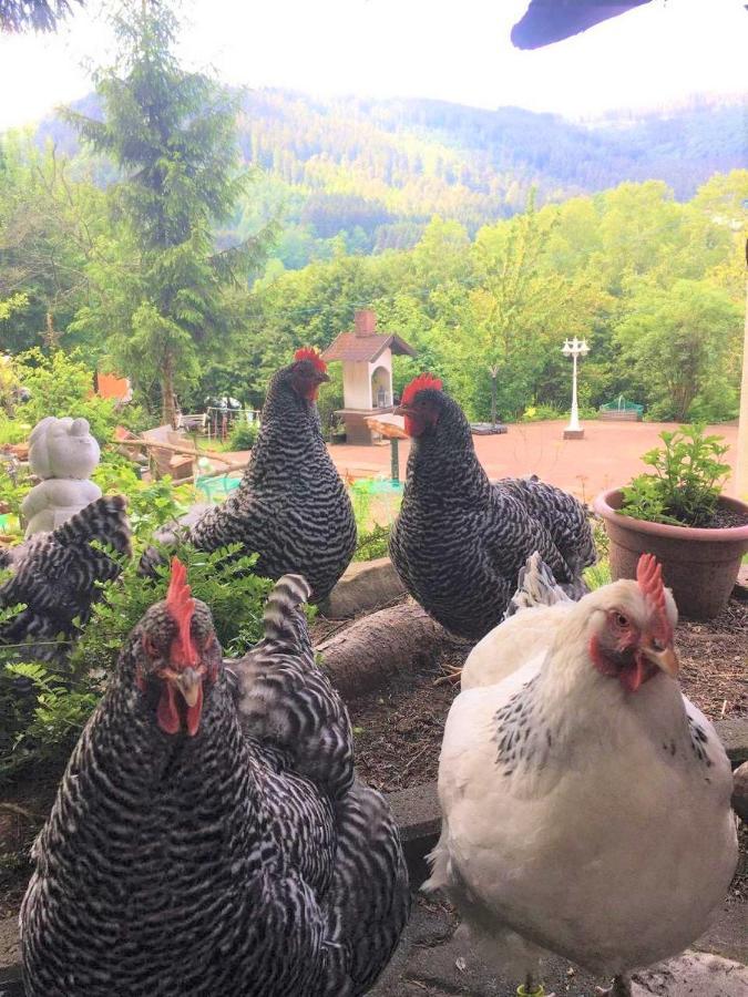 Waldnest Odenwald Ξενοδοχείο Εξωτερικό φωτογραφία