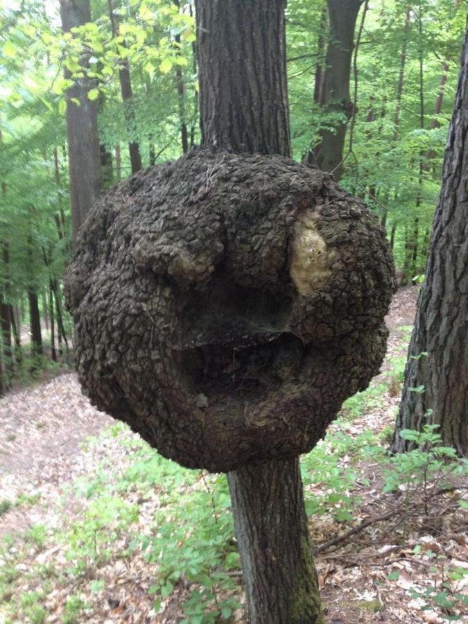 Waldnest Odenwald Ξενοδοχείο Εξωτερικό φωτογραφία